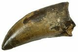 Serrated, Tyrannosaur (Nanotyrannus) Tooth - Montana #378498-1